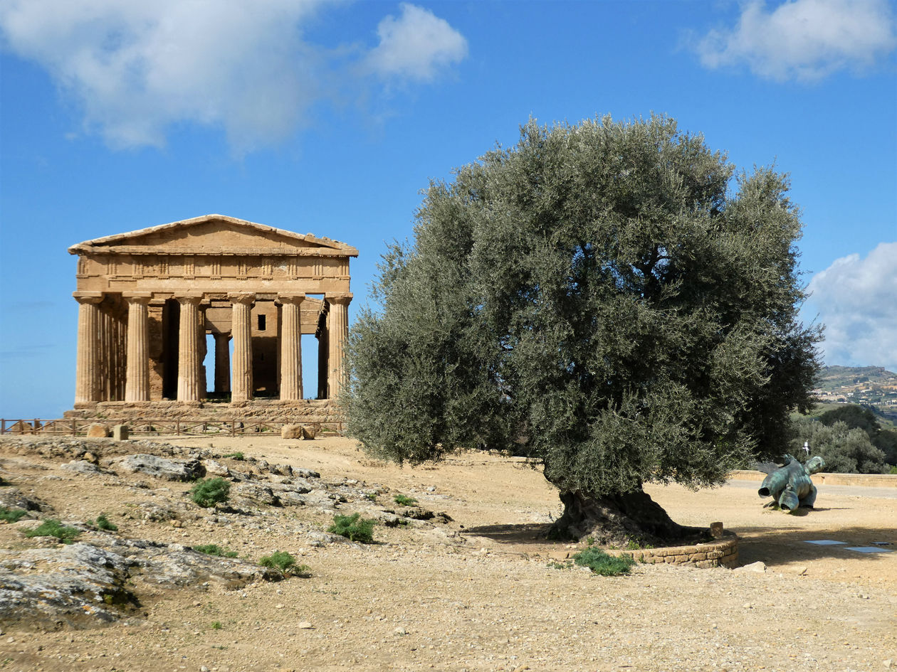 CC Janes Garden olivo vicino al tempio 2